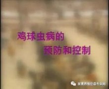 夏季球蟲到底該怎么預防治療？都在這里！