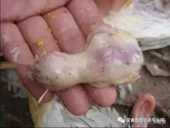 肉雞最頭疼的還是腺肌胃炎，到底該怎么解決？